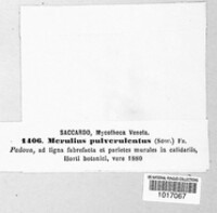 Meruliporia pulverulenta image